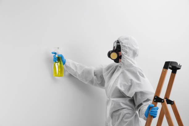 Trusted Green Meadows, OH Mold Removal & Remediation Experts